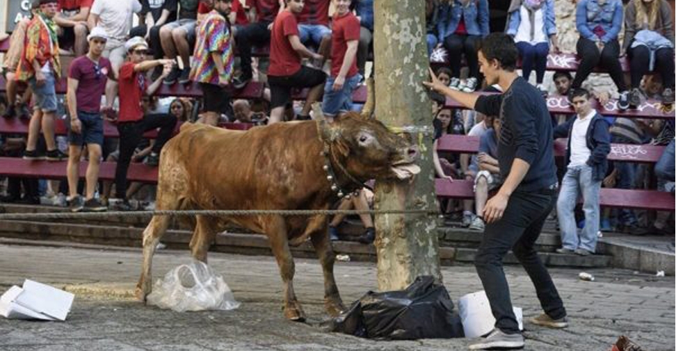Realizan aportaciones al Decreto que regulará la protección de los animales en espectáculos públicos en el País Vasco