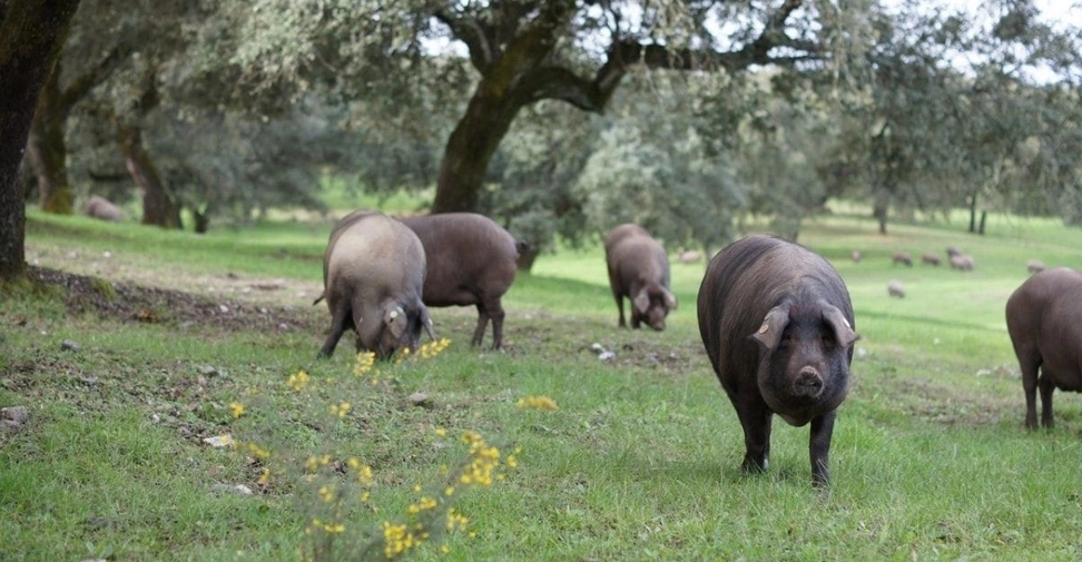 Detectan anticuerpos de fiebre hemorrágica de Crimea-Congo en cerdos ibéricos de España