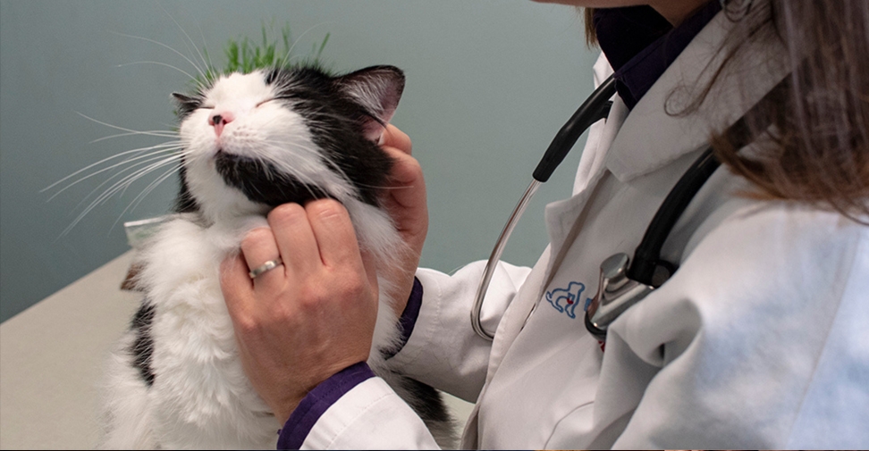 Nuevas directrices sobre el uso a largo plazo de antiinflamatorios para tratar el dolor crónico en gatos