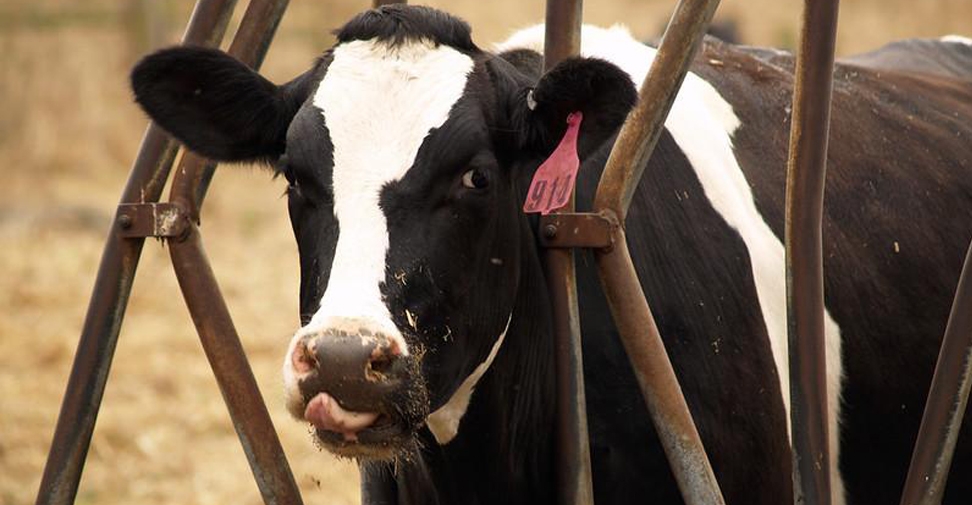 La gripe aviar en vacas se sigue extendiendo por Estados Unidos