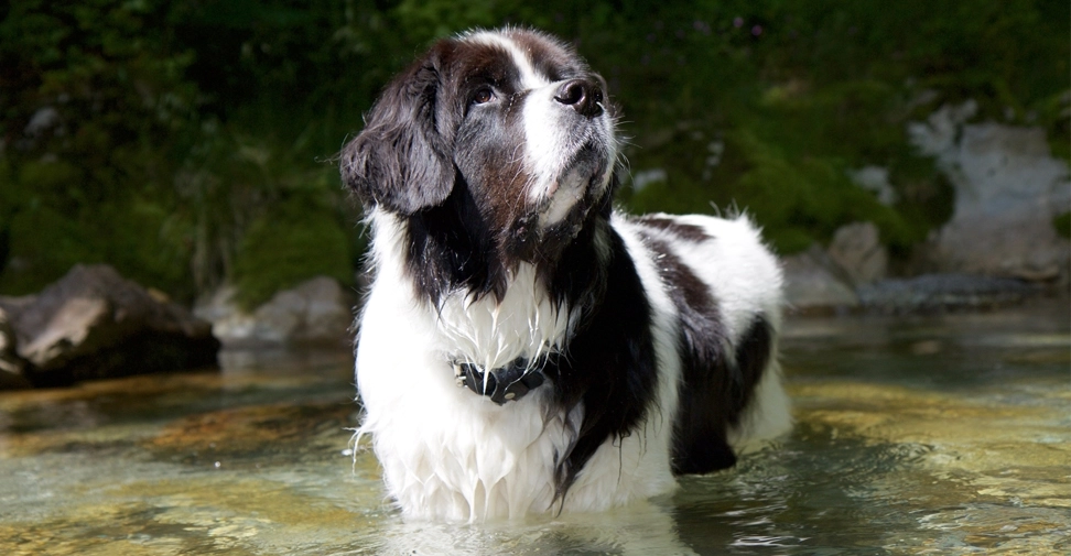 Identifican nuevas susceptibilidades al cáncer en distintas razas de perro